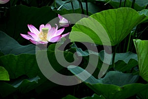 [hÃ© huÄ] lotusï¼›lotus flowerï¼›